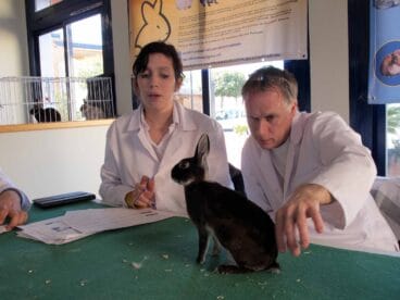I Concurso Nacional de Conejos y Cobayas Dénia