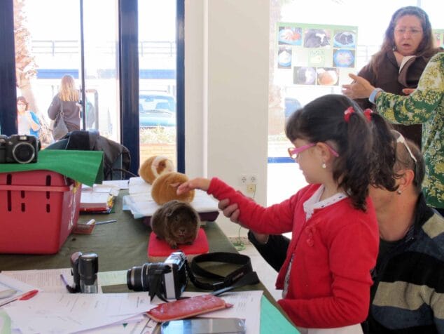 Niña junto a diversos ejemplares de cobaya en el I Concurso Nacional de Conejos y Cobayas de España