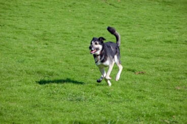 Chapas Ding DOg con códigos QR para perros