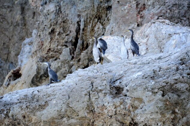 Cormoranes Moñudos en la Reserva Marina del cabo de san Antonio