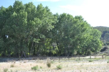 Alrededores del Serpis – Choperas