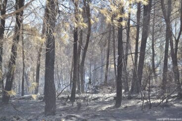 Arden 39 hectáreas en el Montgó