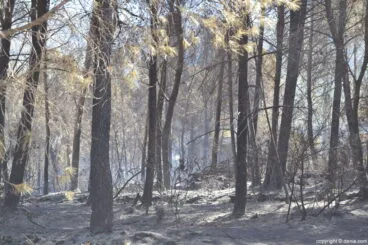Arden 39 hectáreas en el Montgó