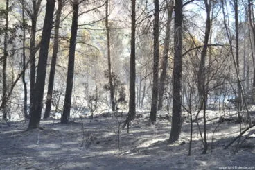 Incendio en el Montgó