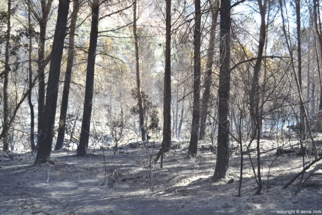 Incendio en el Montgó1