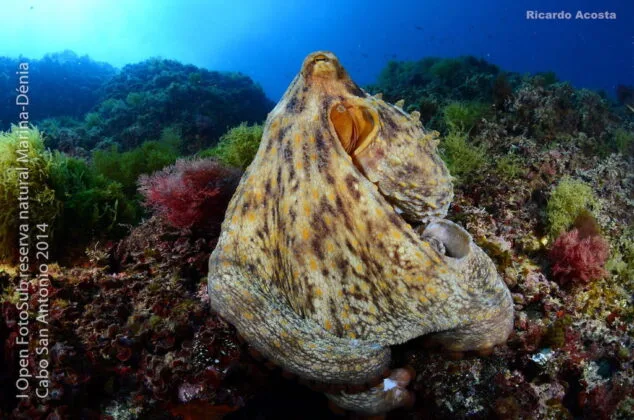 Mejor Foto Pez Ricardo Acosta