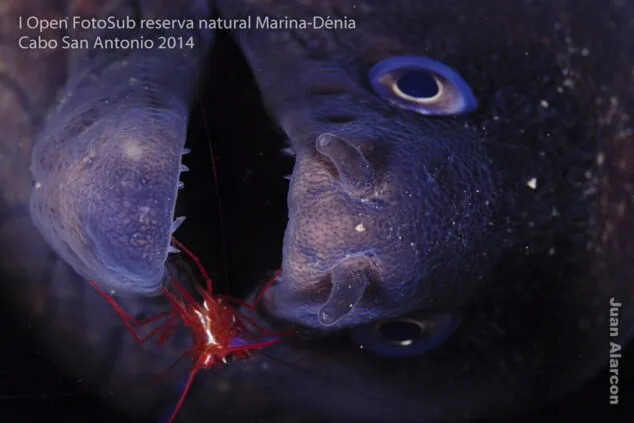 Primer Premio Juan Alarcón García