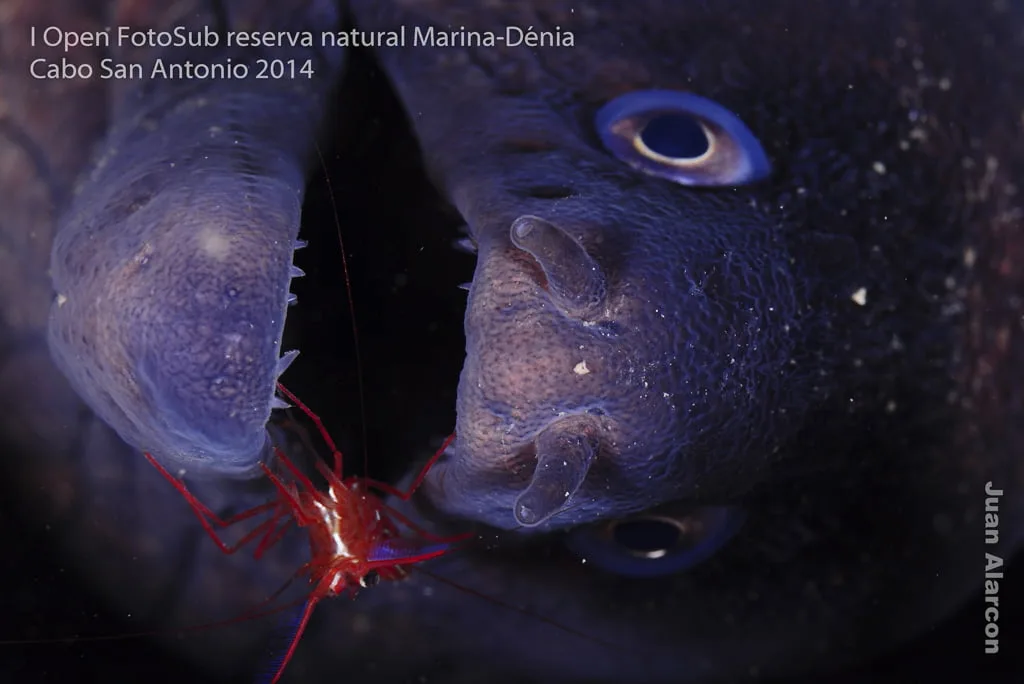 Primer Premio - Juan Alarcón García