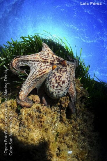 Tercer Puesto – Luis Perez Guillem