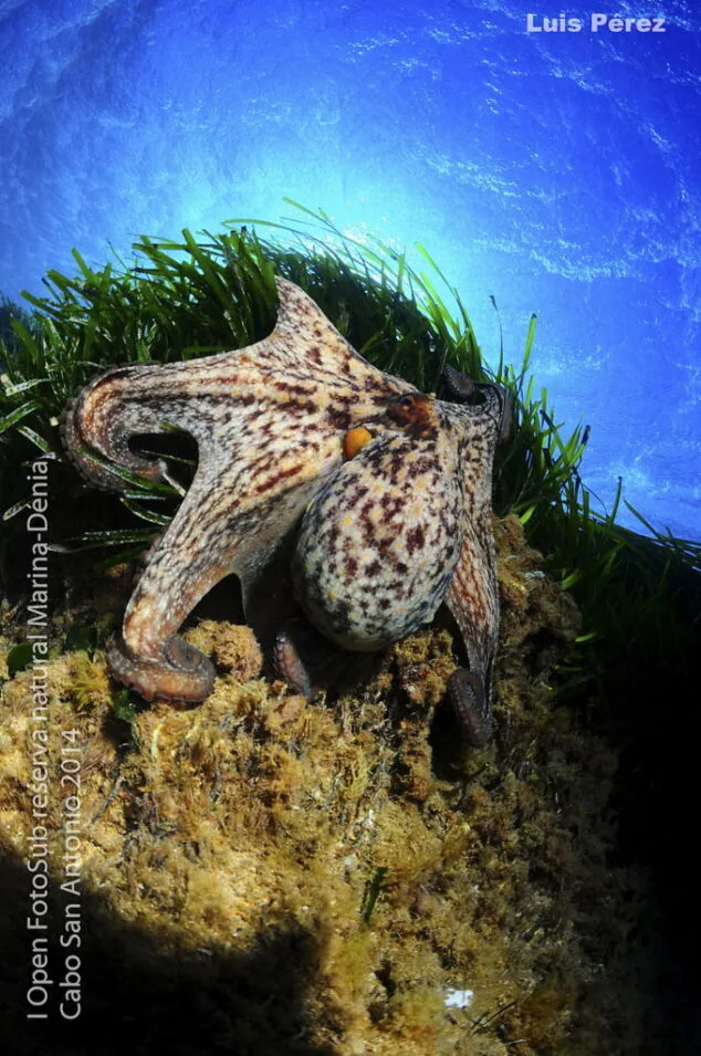 Tercer Puesto Luis Perez Guillem