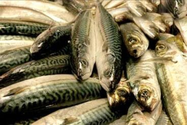 Menú de temporada Restaurante Mena