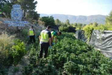 Plantación de marihuana en Planes