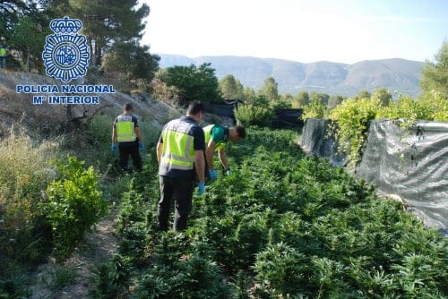 Plantación de marihuana en Planes