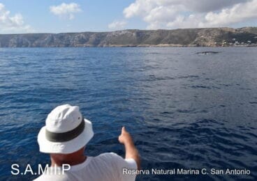 Ballenas en la costa de Dénia