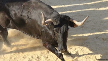 Bous a la Mar Dénia, fiesta tradicional