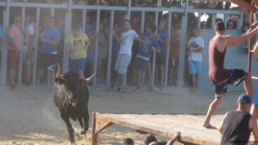 Albero Plaza de toros Dénia