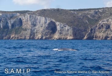 Rorcuales en Dénia