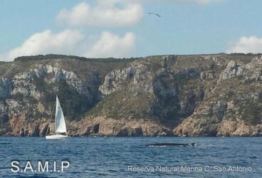 Rorcuales en la costa de Dénia