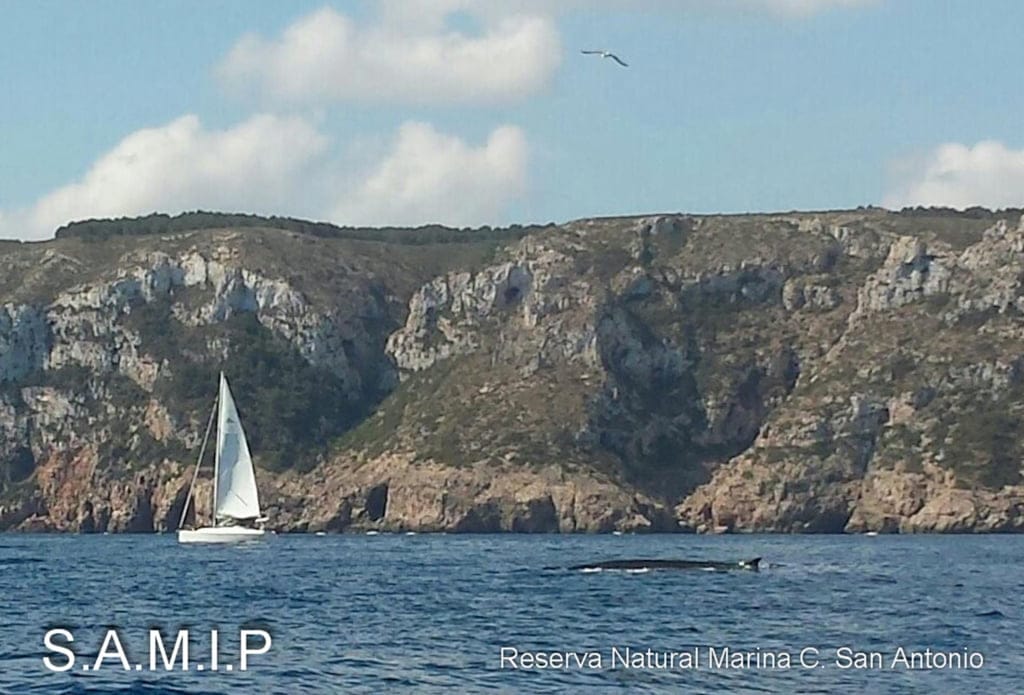 Rorcuales en la costa de Dénia