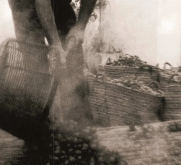 Escaldà de la pansa