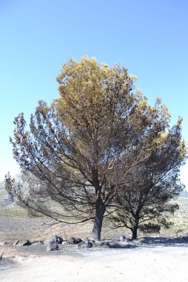 Incendio en el Montgó – Lloma del Castanyar