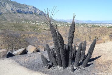 Incendio en el Montgó – Lloma del Castanyar