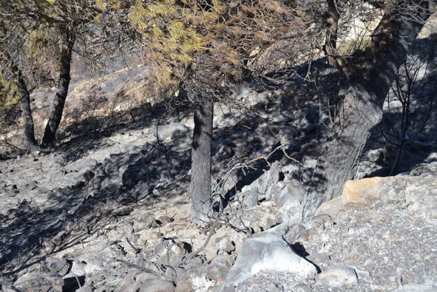 Incendio en el Montgó Lloma del Castanyar 19