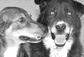 Fiesta benéfica en APAD