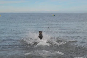 Perro nadando en el mar