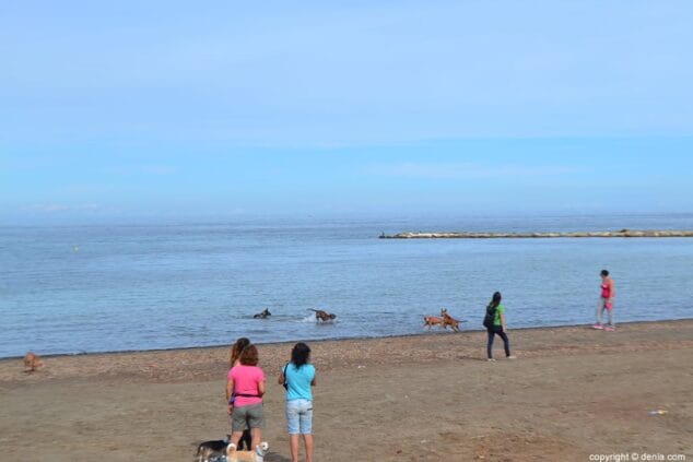 Perros disfrutando de un baño