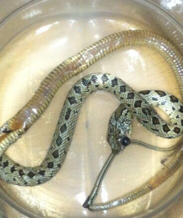 Víbora capturada en Les Roques