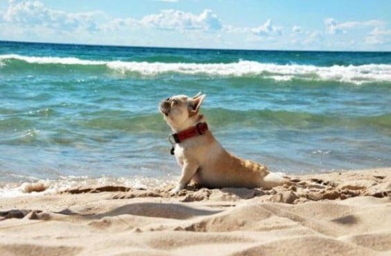 Ciudadanos pide playa de perros todo el año
