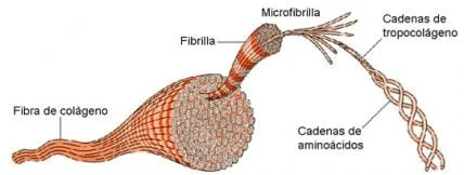 Pododenia propone inyecciones de colágeno para tratar el dolor músculo-articular 2 Colágeno