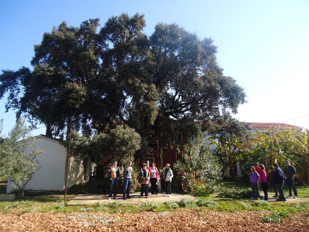 Ruta de árboles monumentales