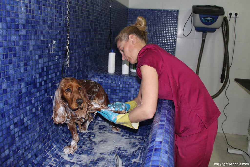 Baño para mascotas en Santi Mas – Servicios para mascotas