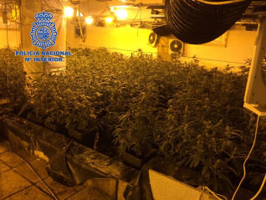 Incautadas en Dénia 1.299 plantas de marihuana 1 Plantacion marihuana en Dénia