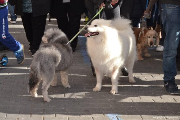 02 Bendición de animales en Dénia perros