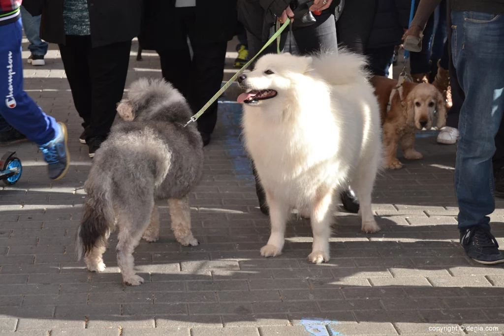 Bendición de animales en Dénia – perros