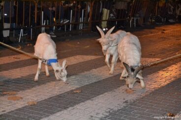 Cabalgata Reyes Magos 2015 – Cabras