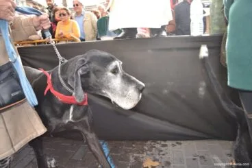 Perros esperando a ser bendecidos