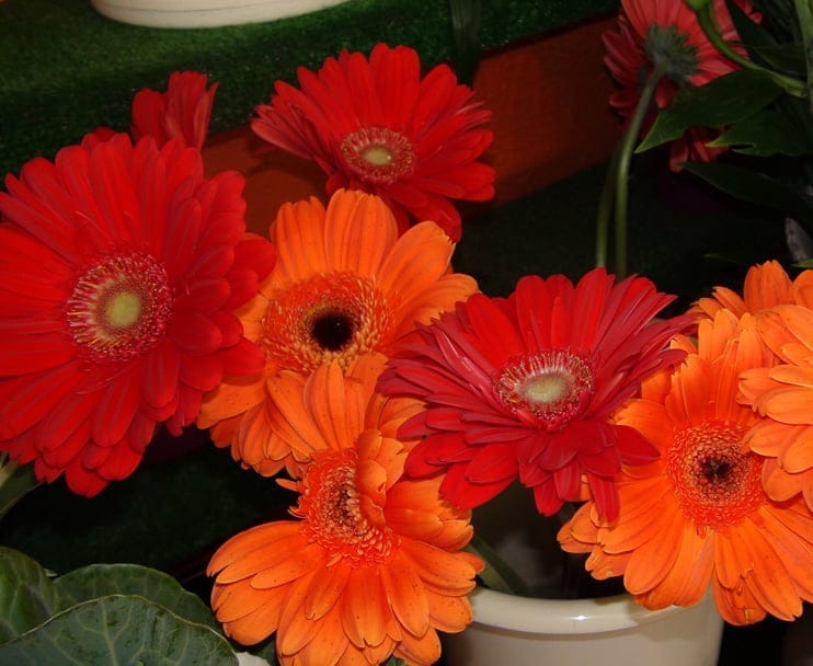 Flores para chico en Mandarina