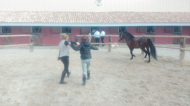 training con caballos