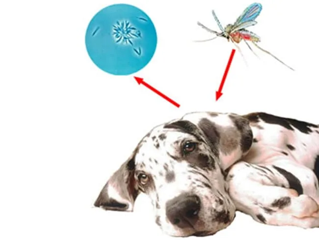 Proteger a tu perro de la Leishmania puede salvarle la vida 2 Leishmaniosis