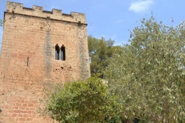 Tala de pinos en el Castillo