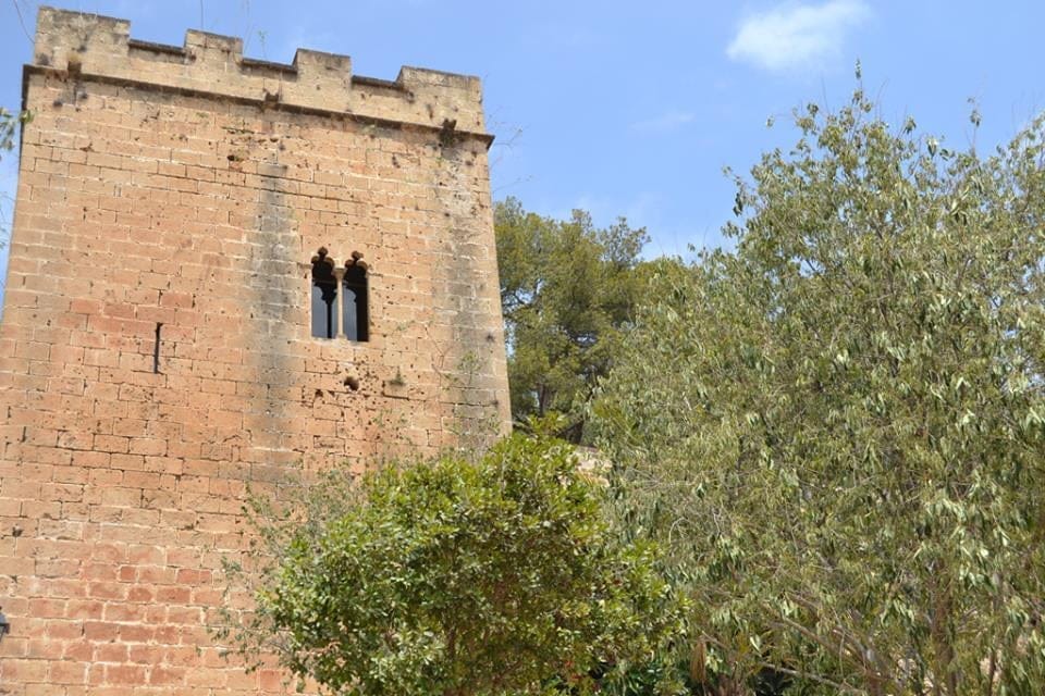 Tala de pinos en el Castillo
