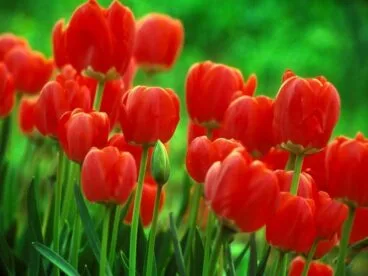 Tulipanes rojos