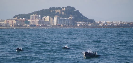 Avistamiento de cetáceos en la costa de Dénia