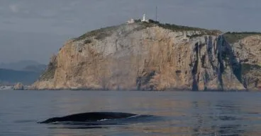 Avistamiento de un rorcual común en Dénia