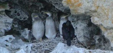 Nido de cormorán moñudo en Dénia