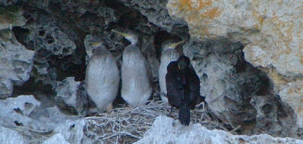 Nido de cormorán moñudo en Dénia